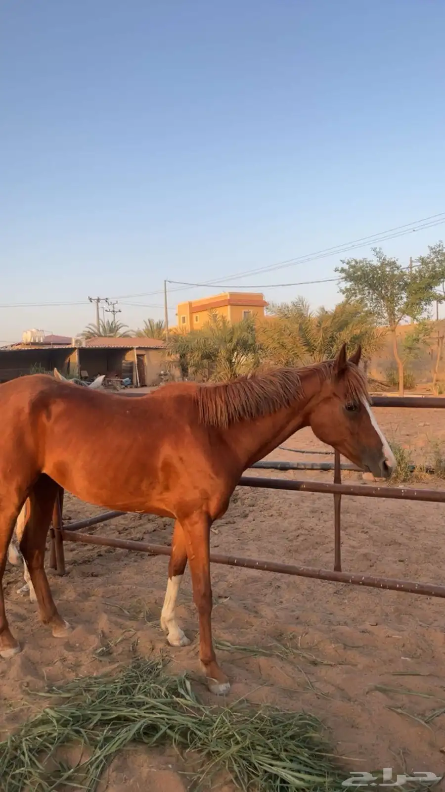 خيل 4