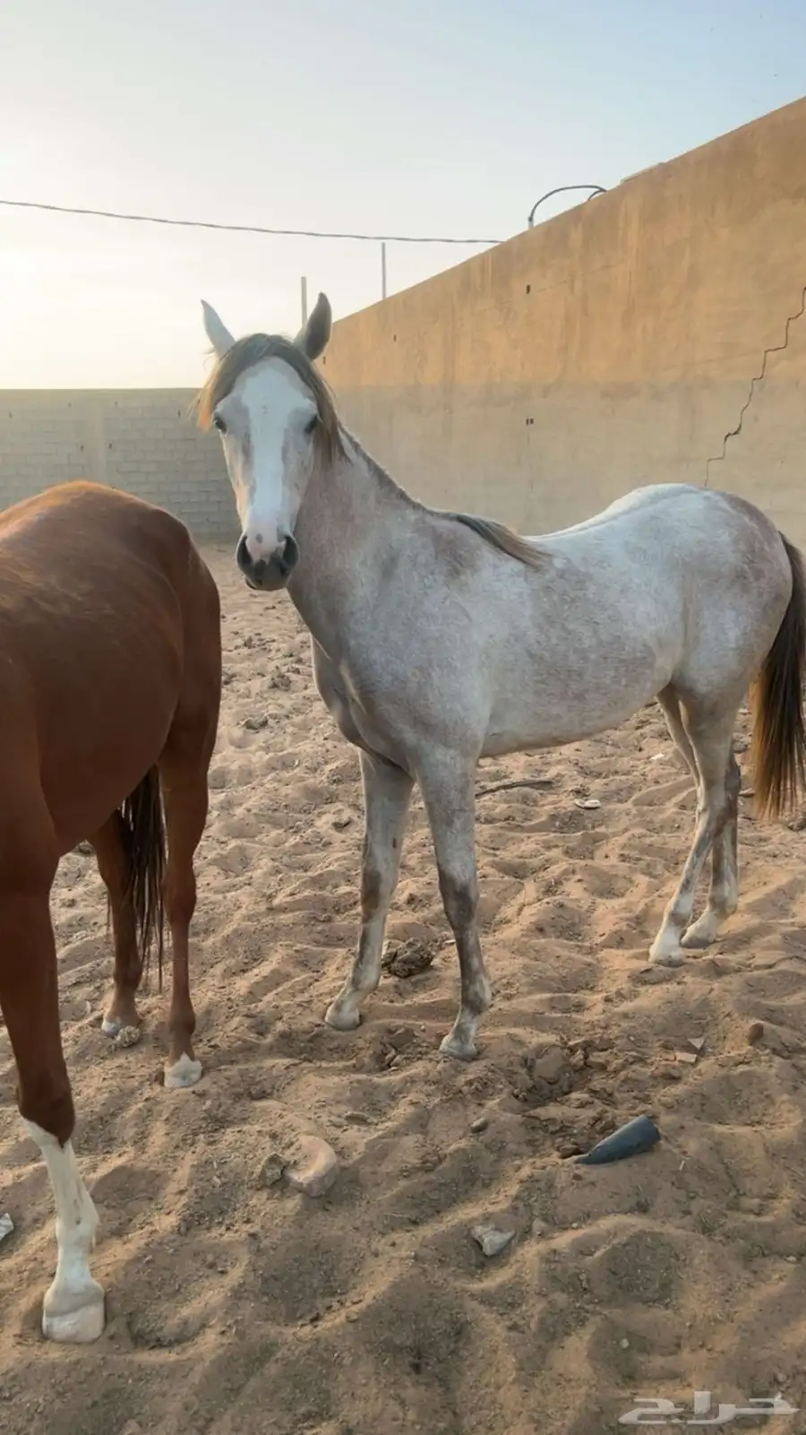 خيل 0