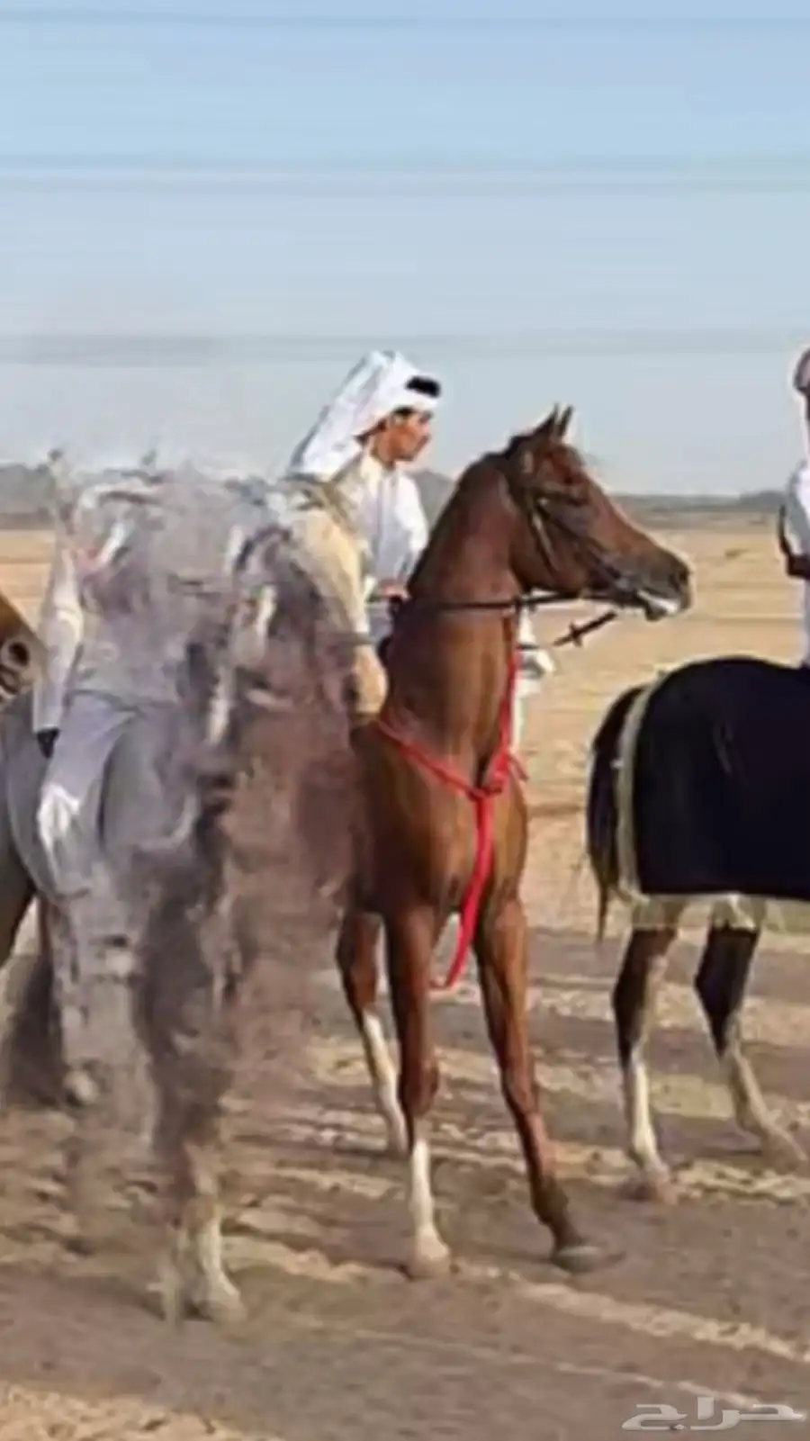 حصان واهو 0