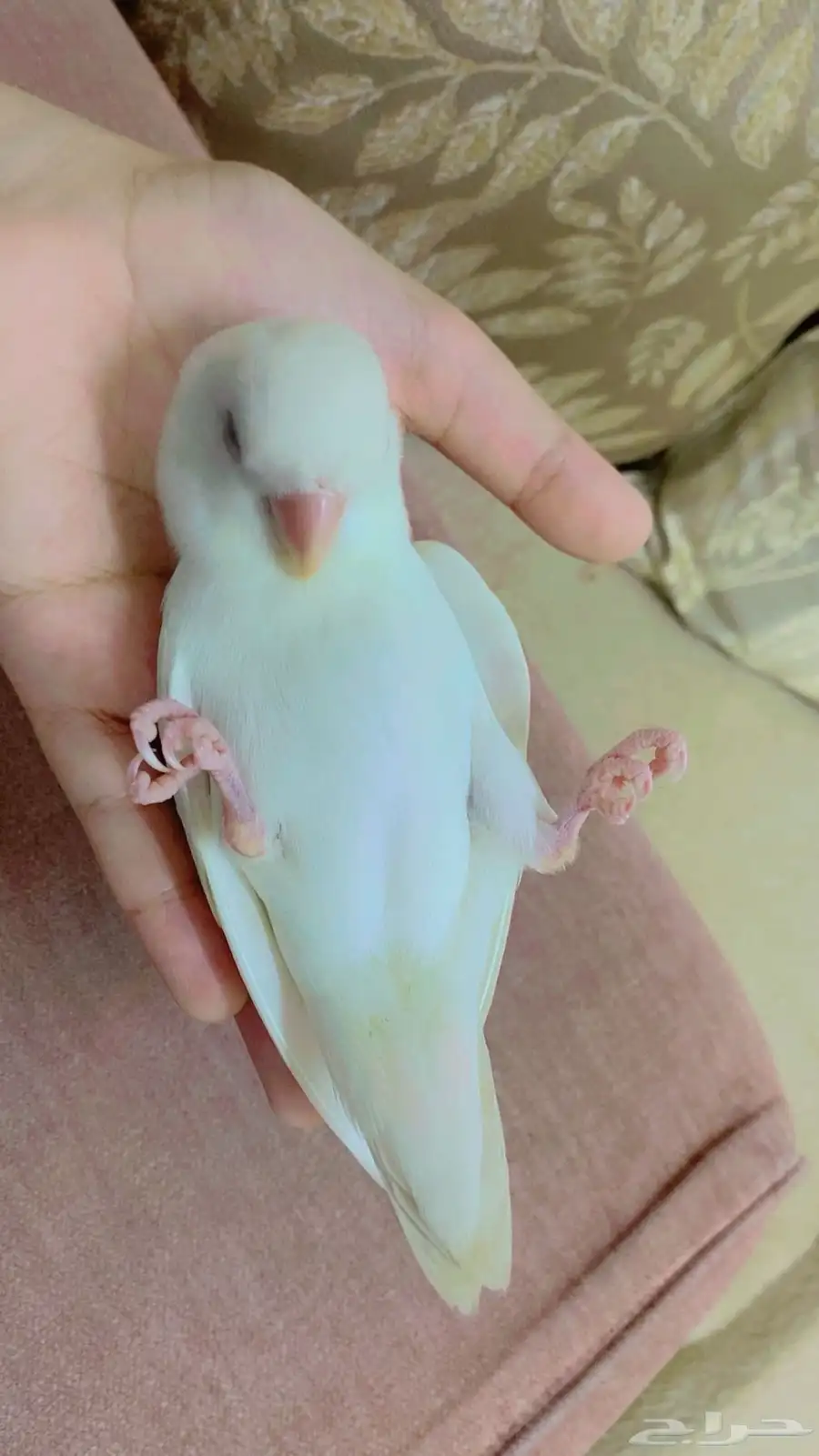 روز اليف 2