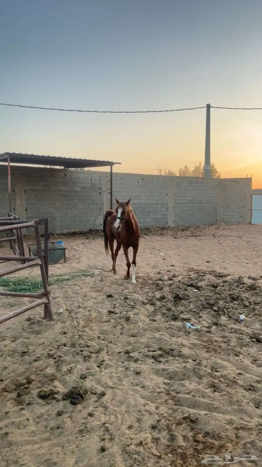 خيل 6