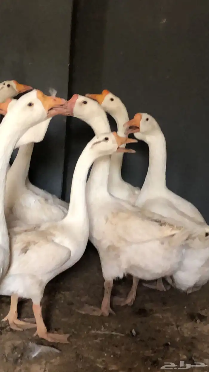وز بلغاري 0