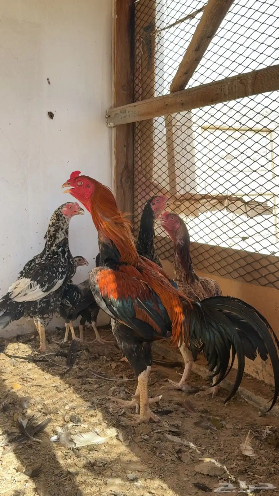 دجاج بكستاني 0