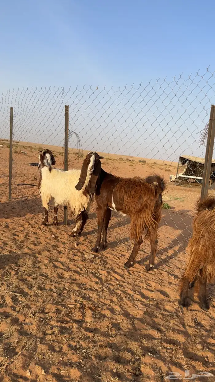 معزاء اشباب 1