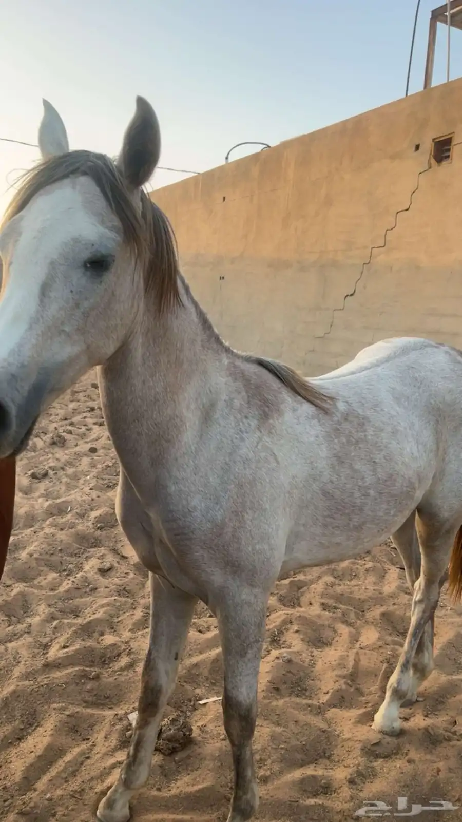 خيل 2