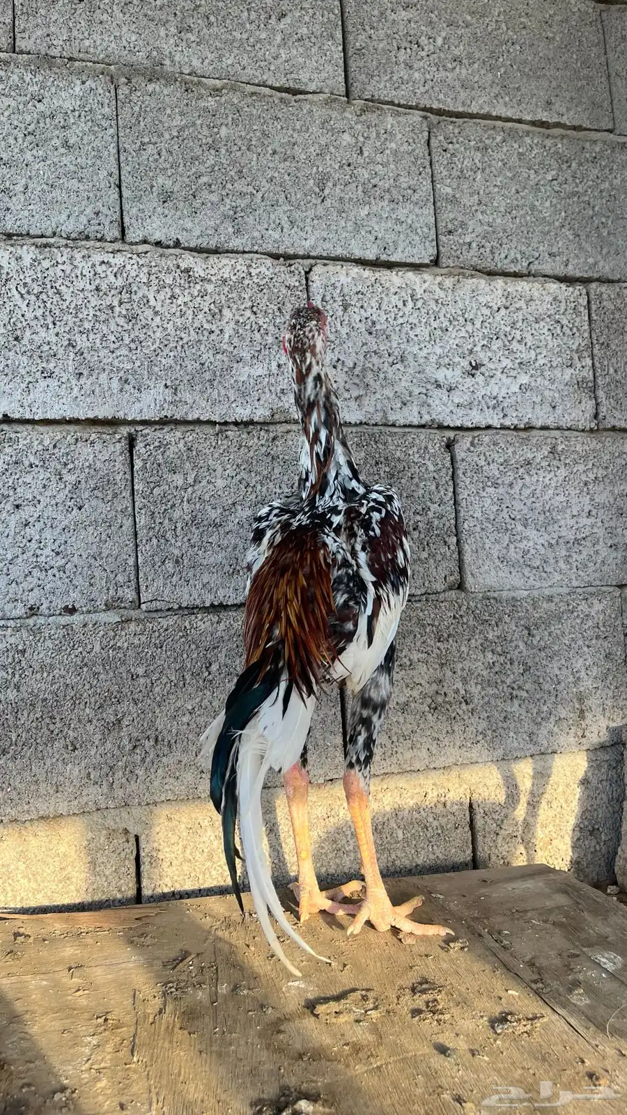 ديك سندي 0