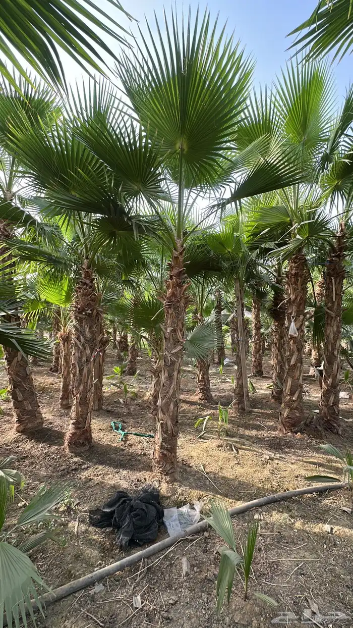 نخل واشنطونيا نخل زينه نخل أمريكي 6