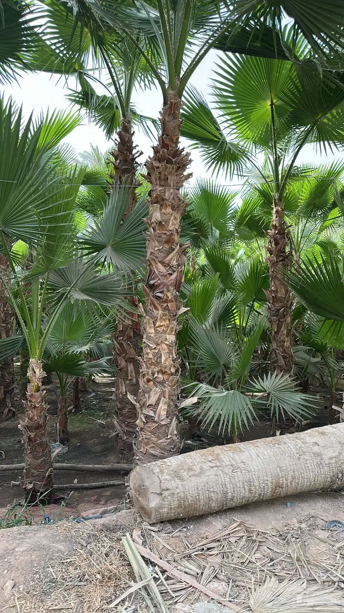 نخل واشنطونيا نخل زينه نخل أمريكي 0