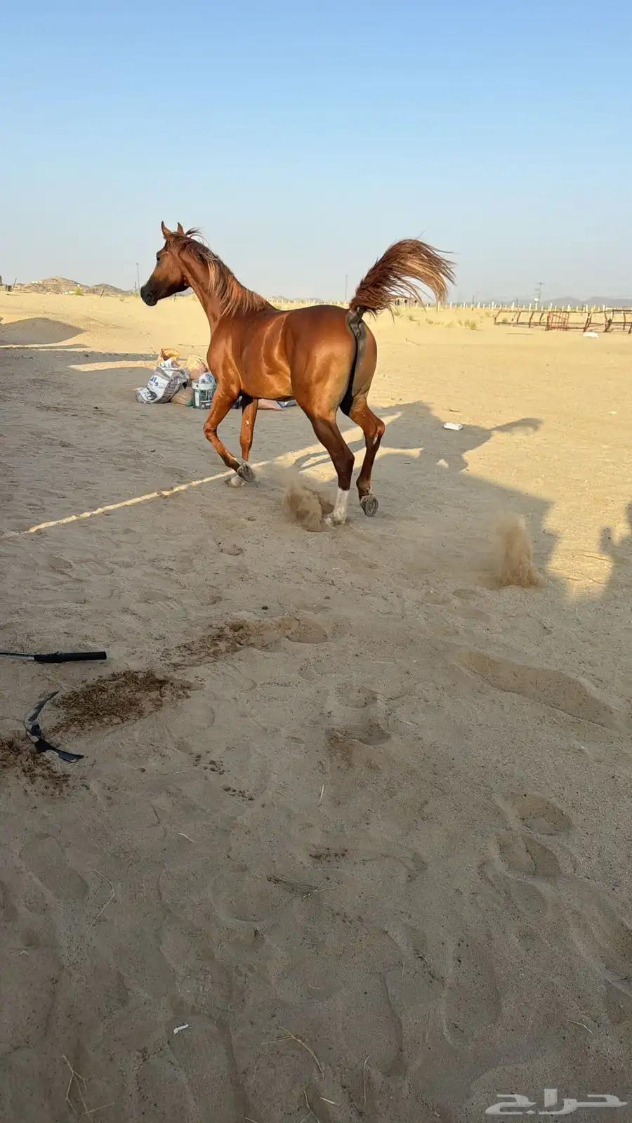 حصان واهو 2