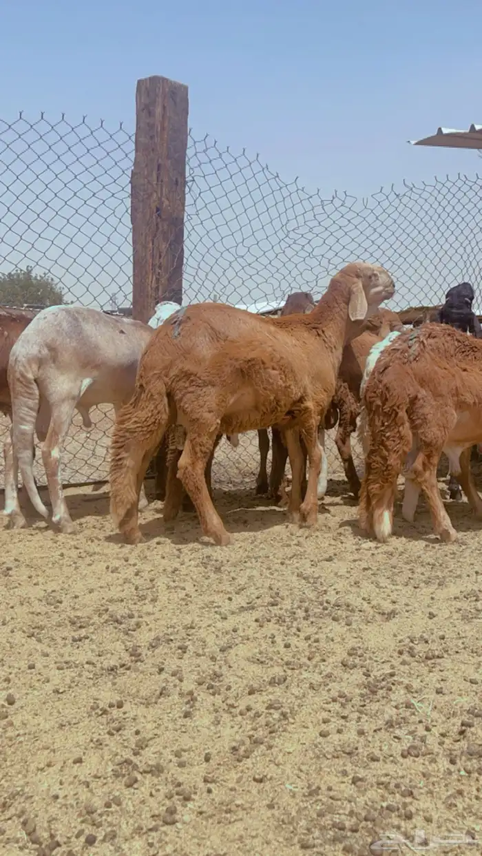 طليان سواكن مرابي 4 شهور علف طيب لحمه بيضاء 1
