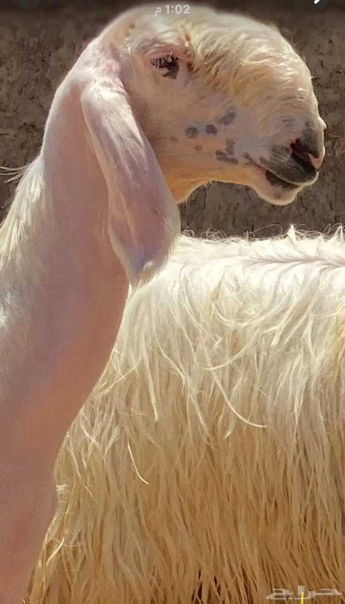 تم البيع تم البيع 3