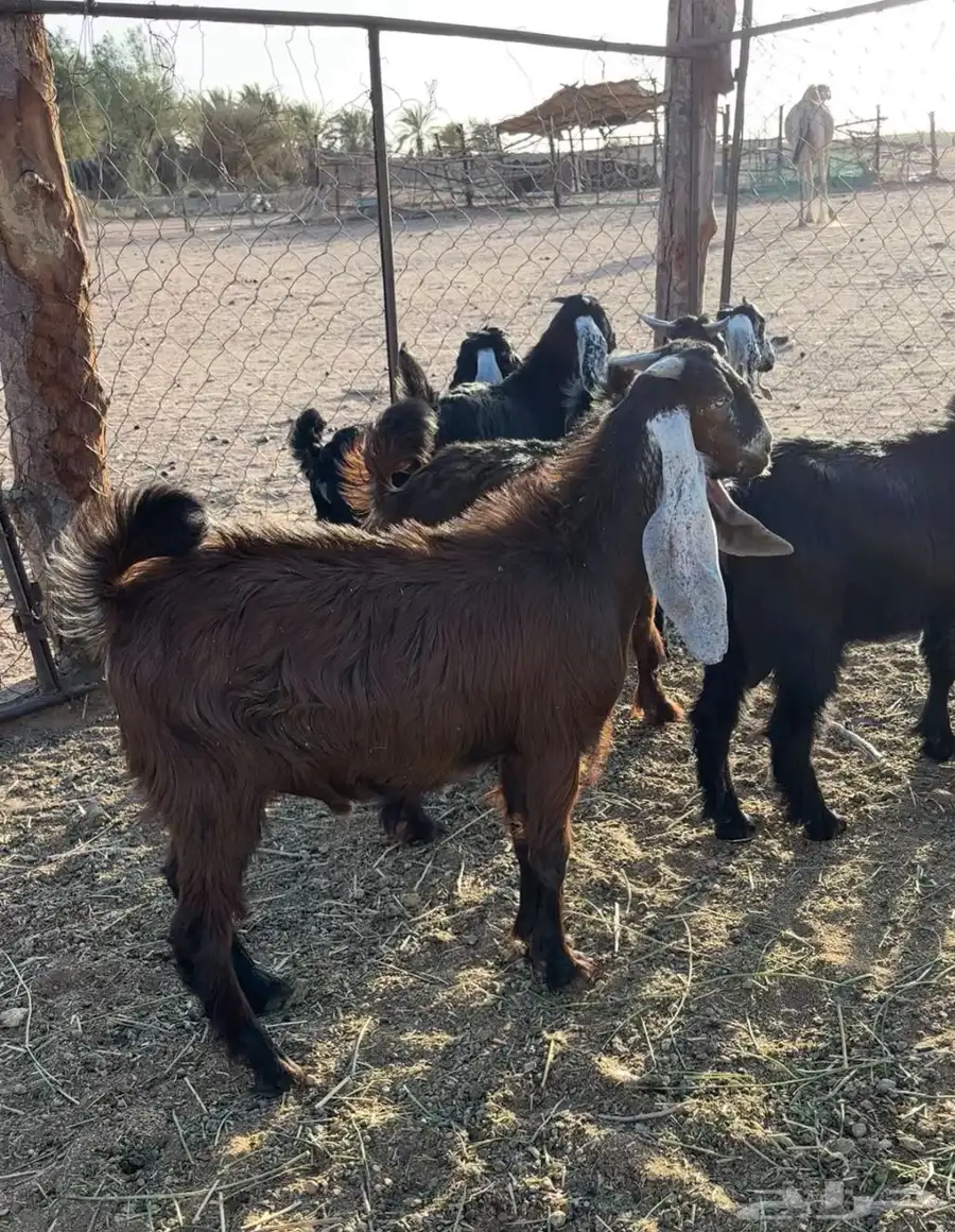 تيوس طيبات 2