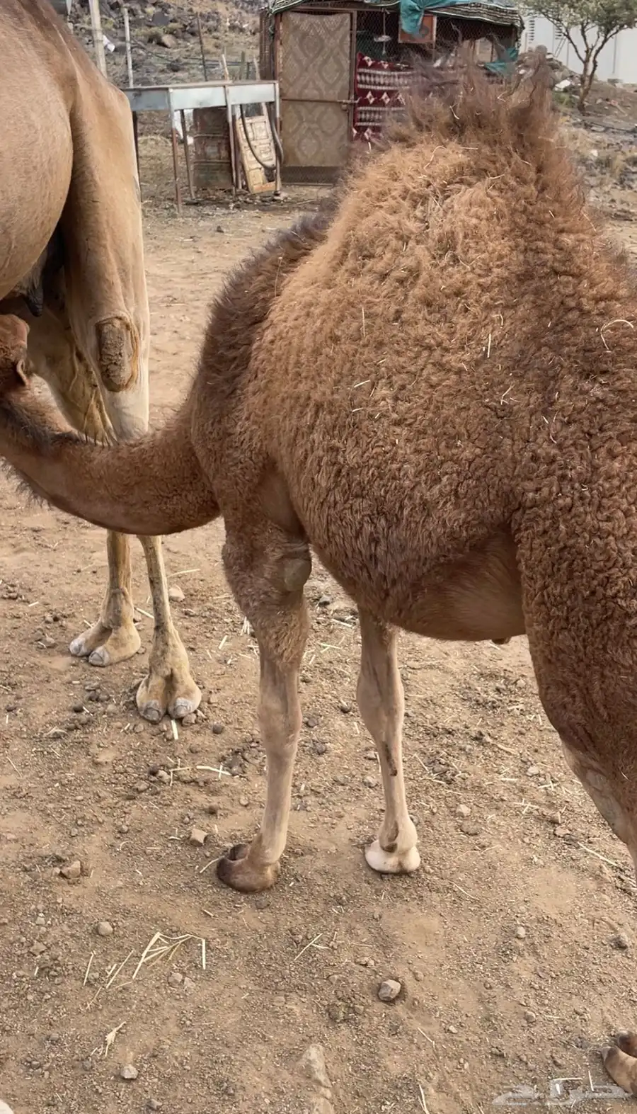 بكرتين للبيع على حليب امهاتها شي كفو 3