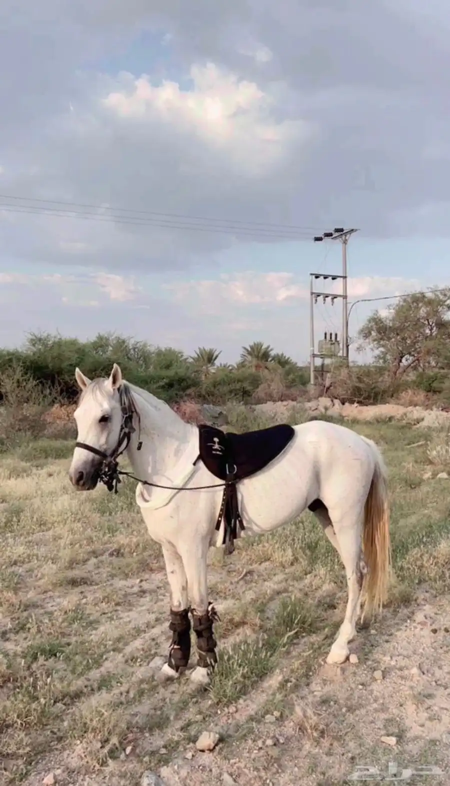 حصان شعبي 2