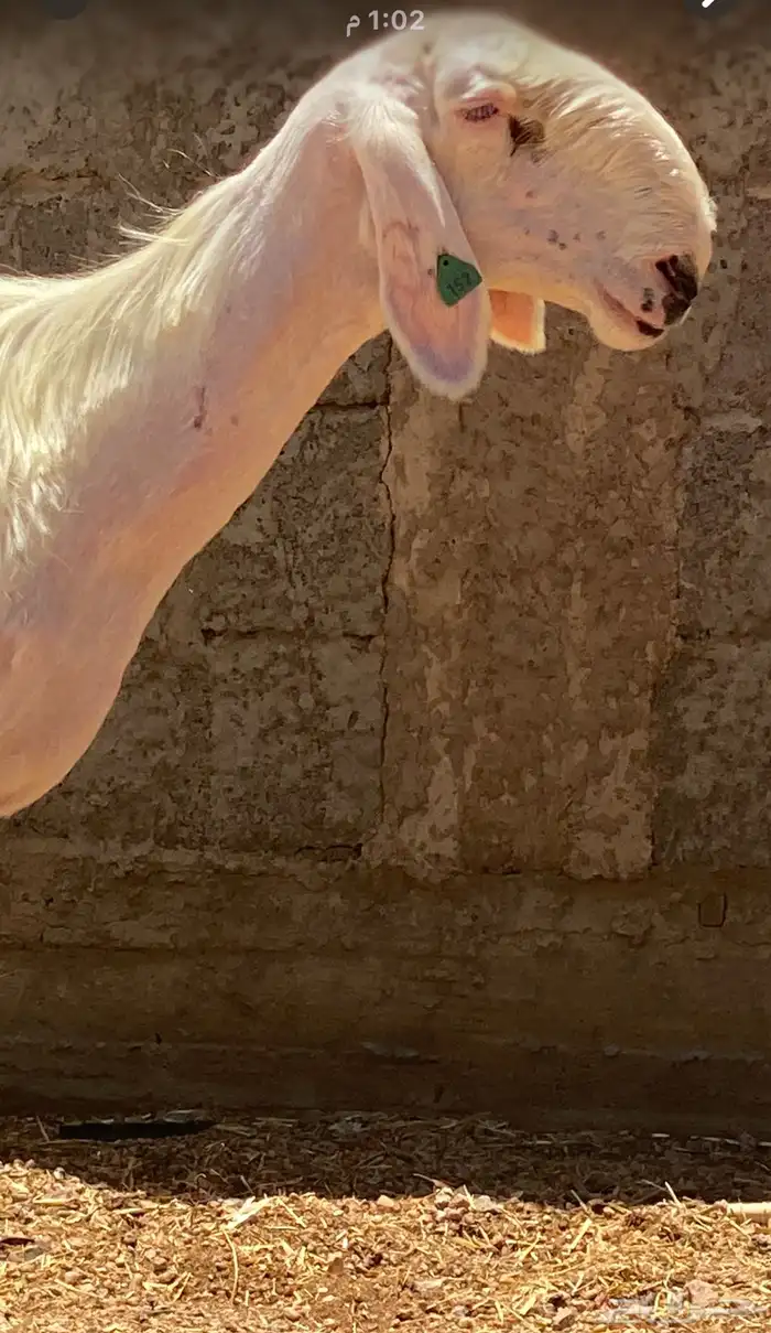 تم البيع تم البيع 2