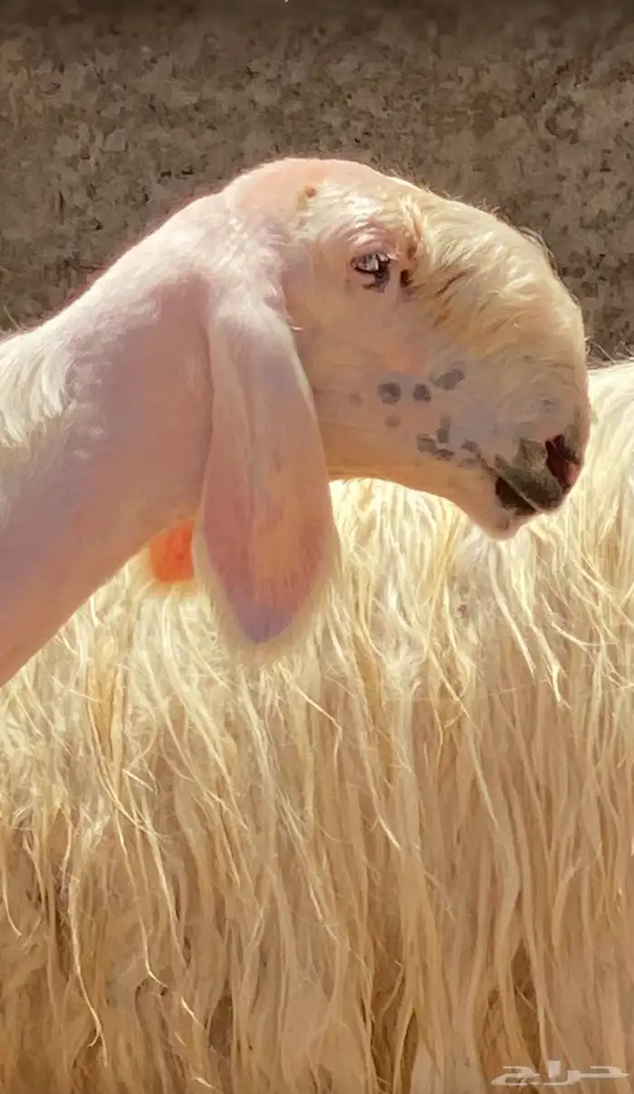 تم البيع تم البيع 0