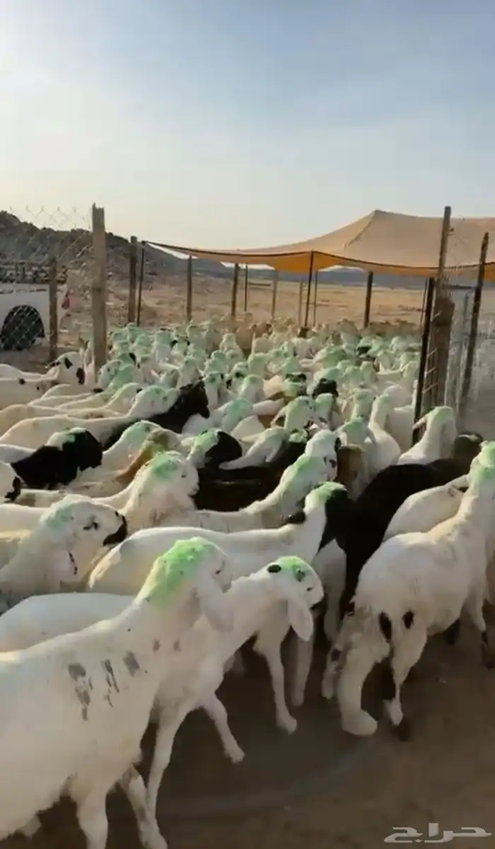 طليان سواكن 0