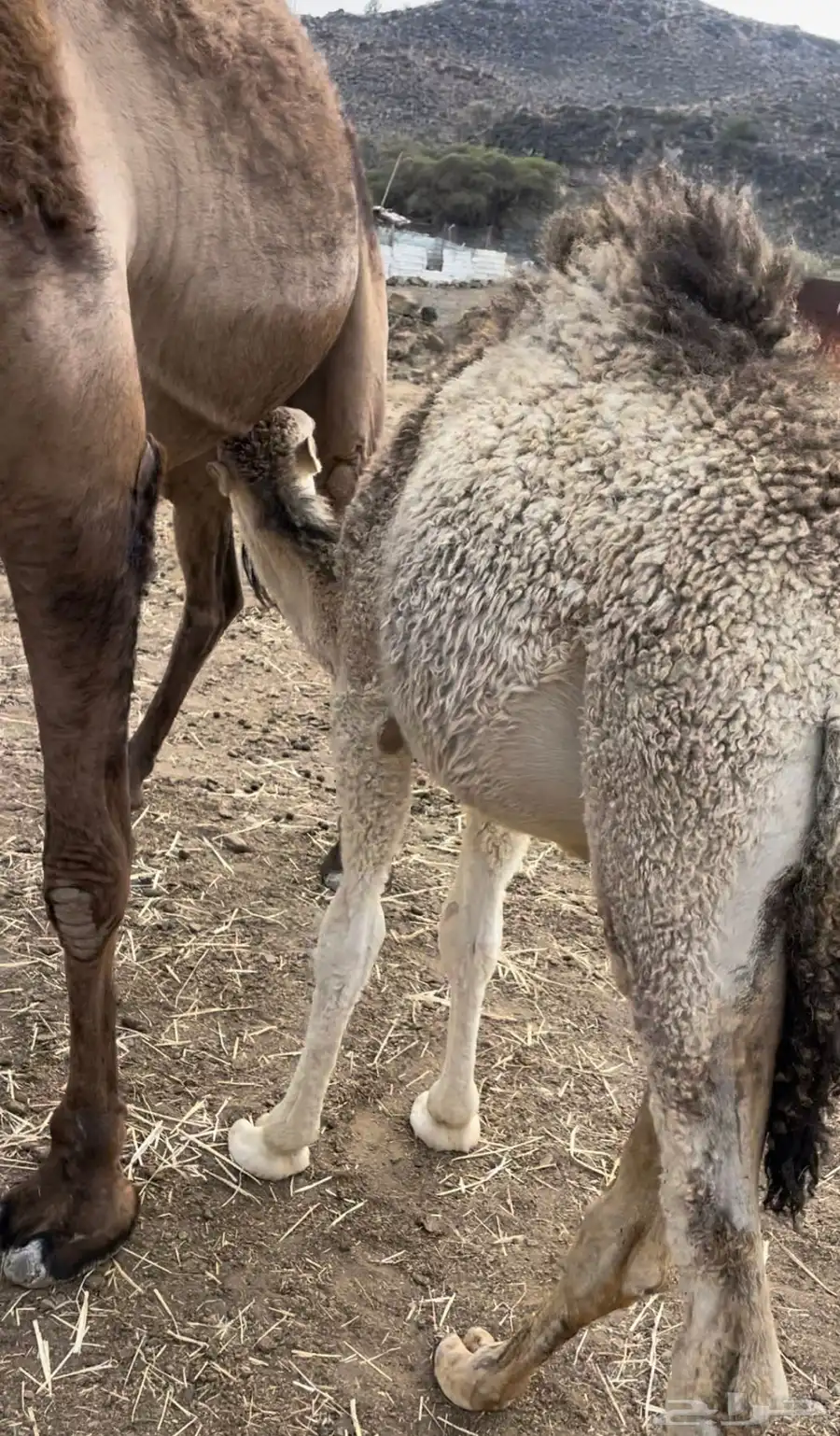 بكرتين للبيع على حليب امهاتها شي كفو 0