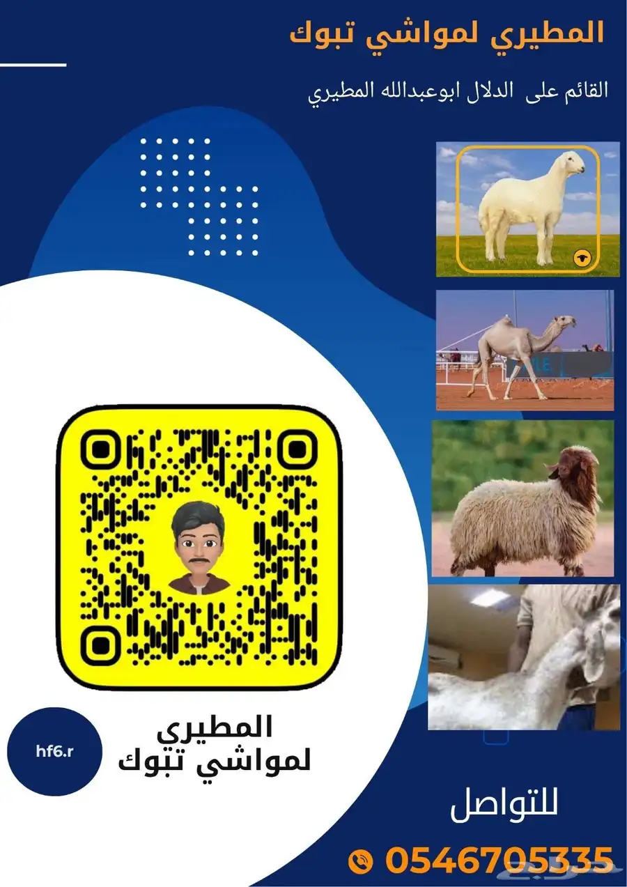 طليان حرية جبرة - نعيمي جبر - ابل مزاين كفو - لقحات- خلفات 0