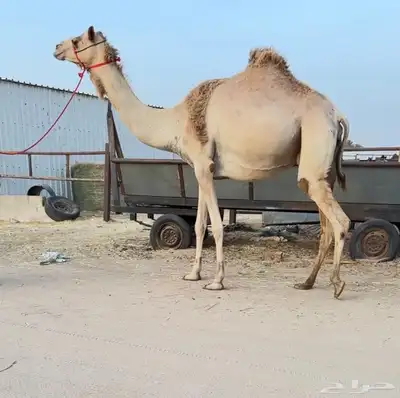 لقحه مهجنه اصيل 0