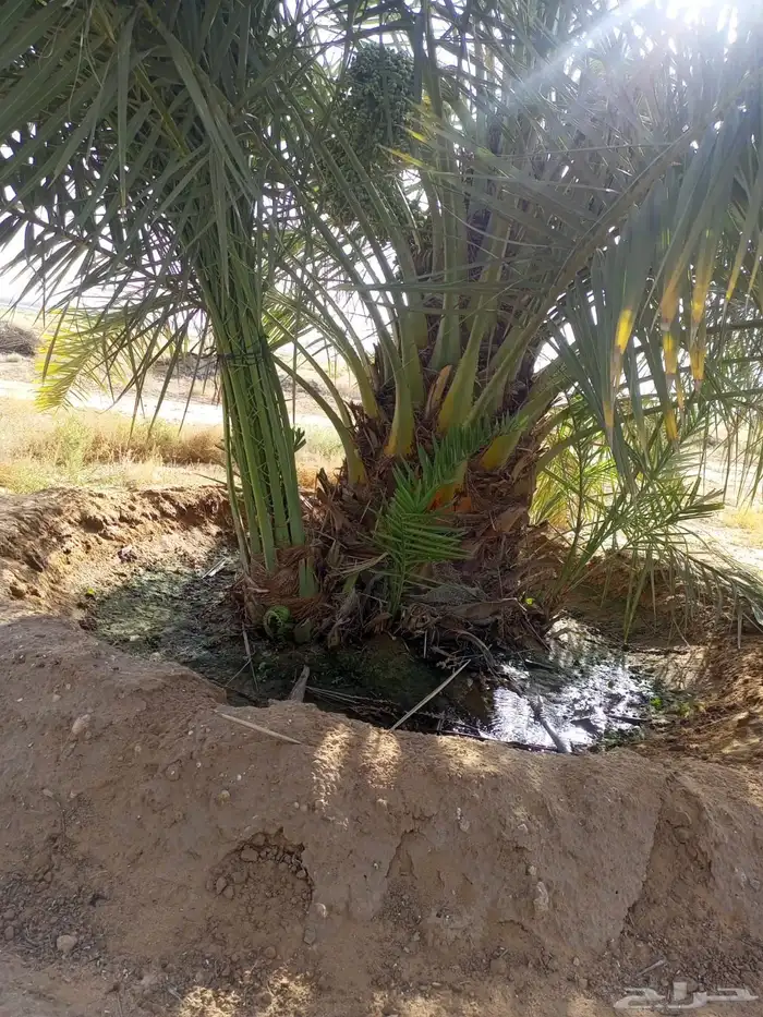 فسائل نخل للبيع جميع الأنواع 4