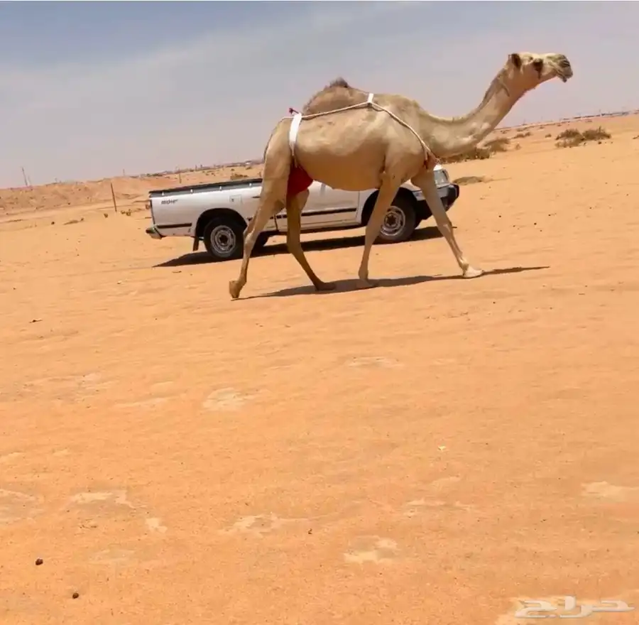 خلفه شقحا 4