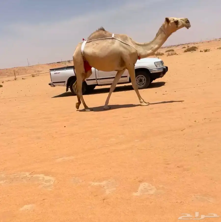 خلفه شقحا 3