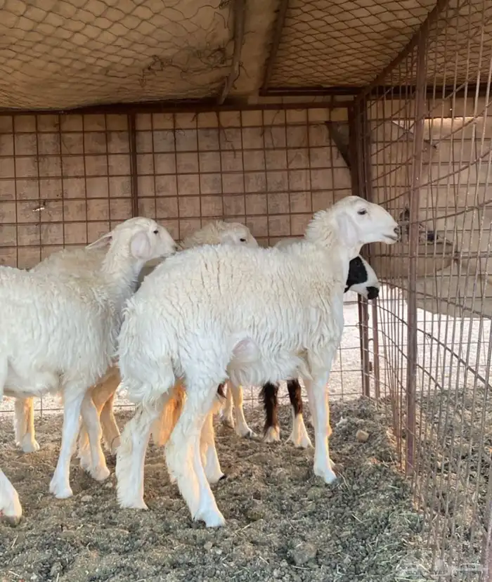 للبيع جذعات حريات طيبات 1
