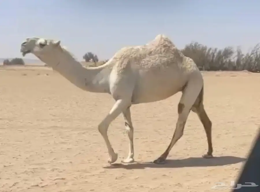 بكره وضحى كفو 1