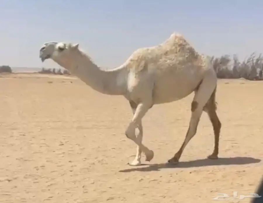 بكره وضحى كفو 0