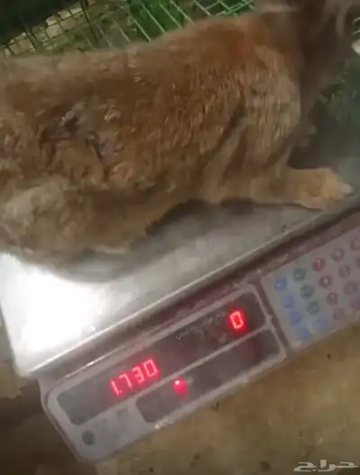 لحم ارانب طازج بالطلب 6