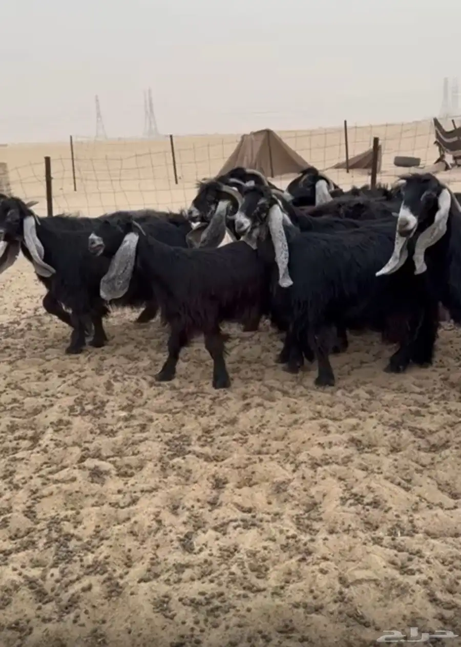 معزا عوارض صنف طيبه 6