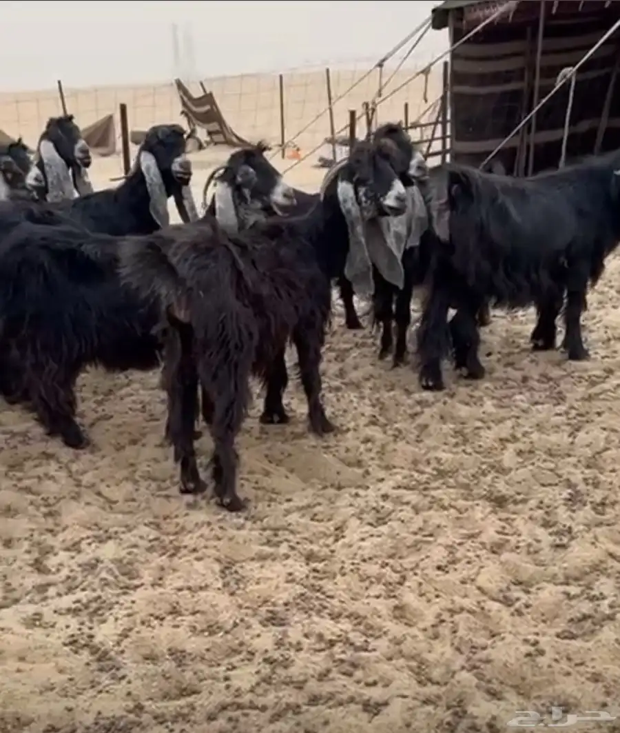 معزا عوارض صنف طيبه 1