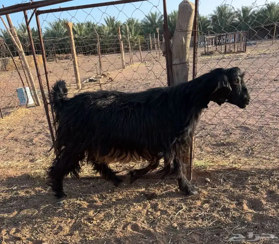 تيوس طيبات 6
