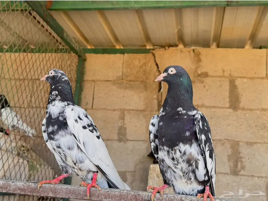 حمام 3