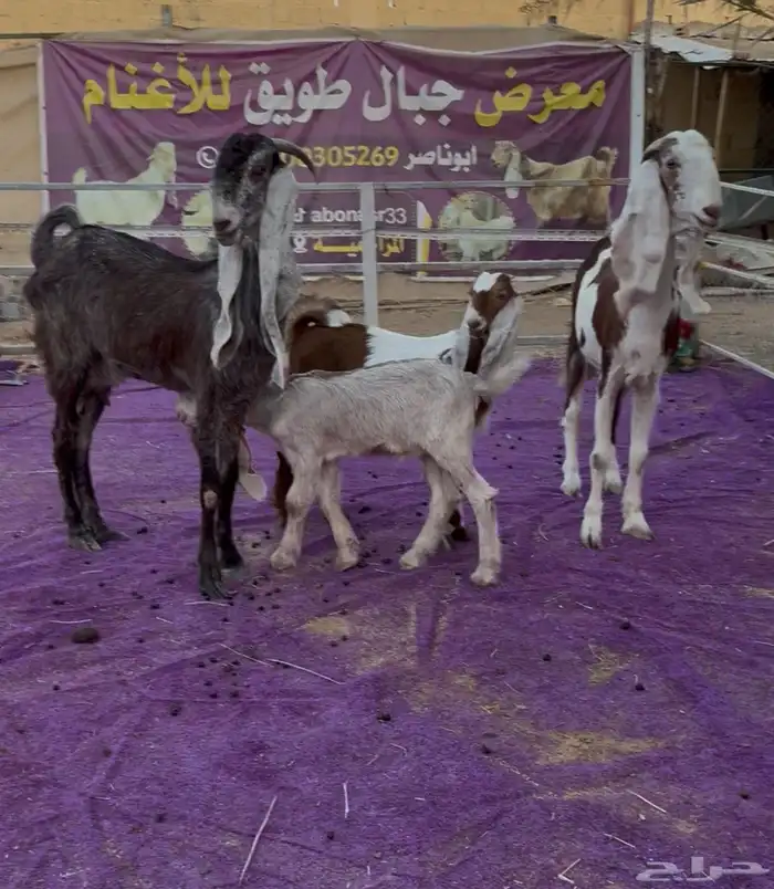 جذعات متابيع فاخره 3