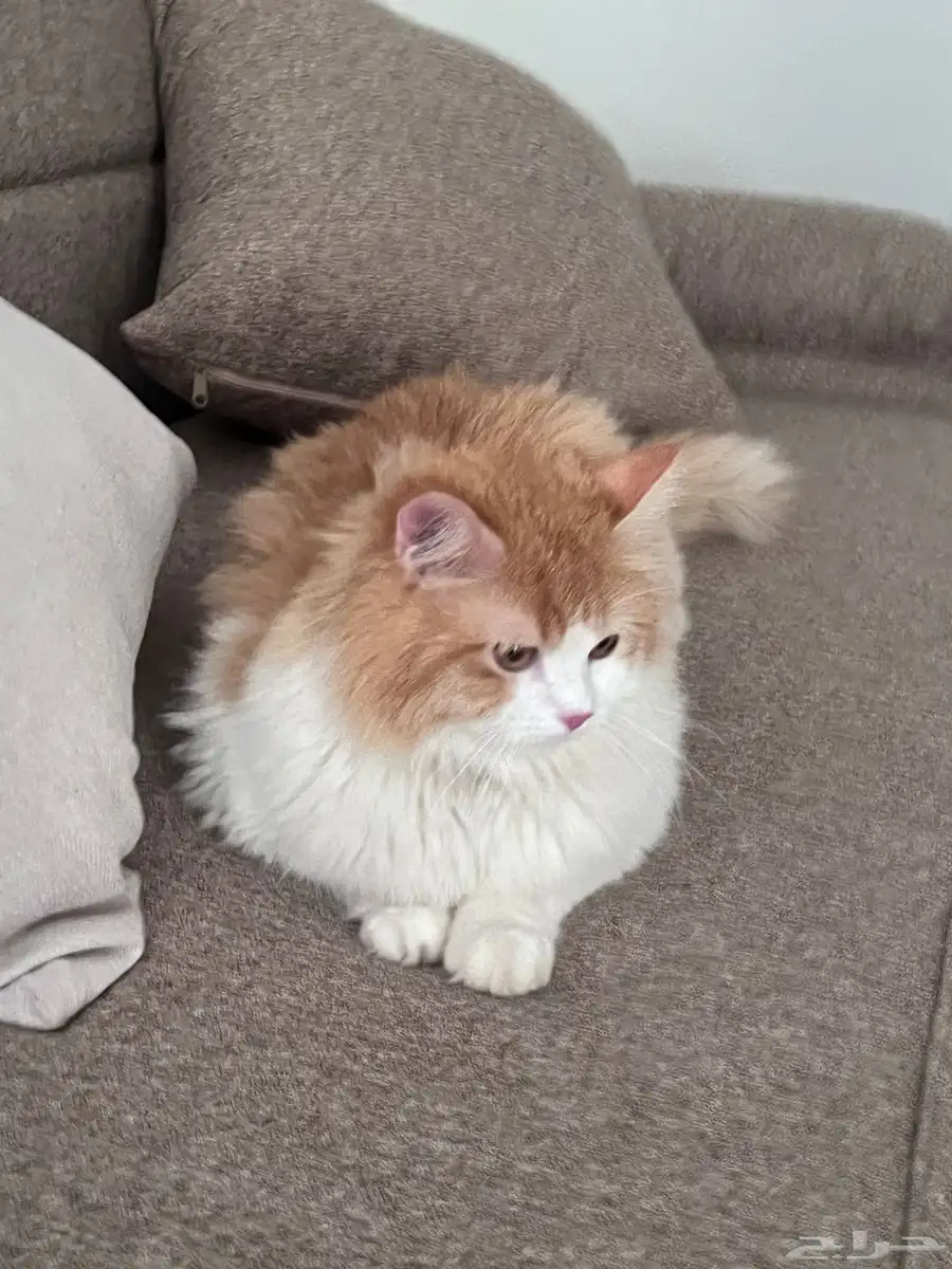 قطط 1
