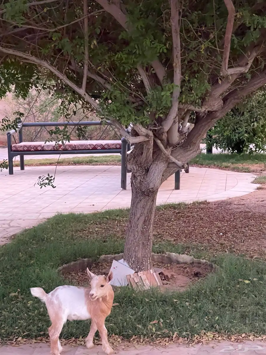 ماعز تيس قزمي صغير البيع سمح بأذن الله 2
