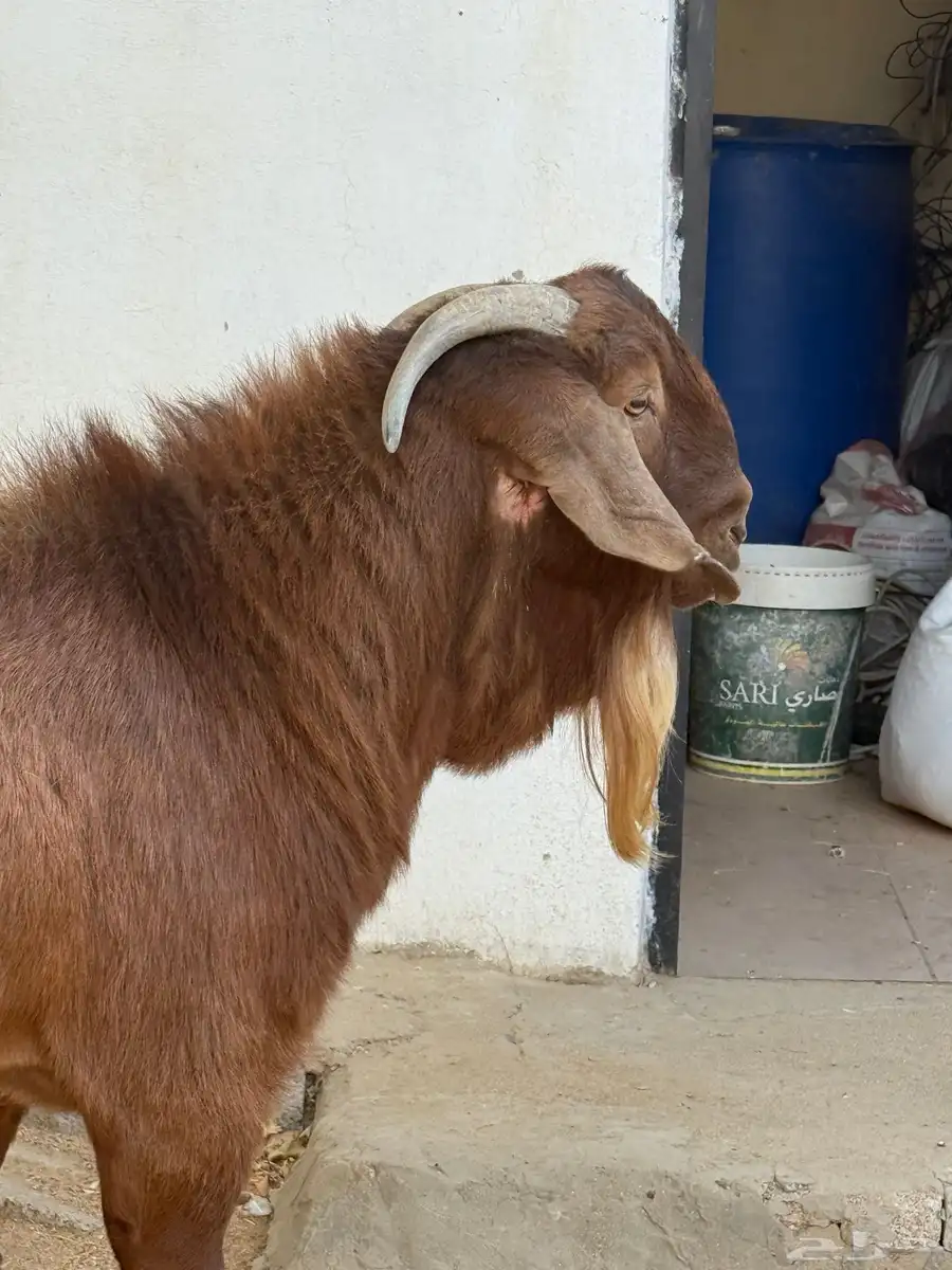 فحل كلهاري 4