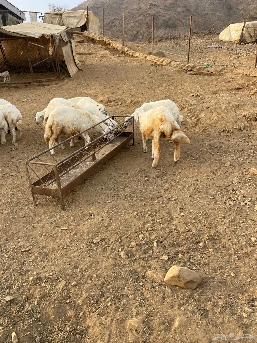 خرفان ورخال العدد 20 2