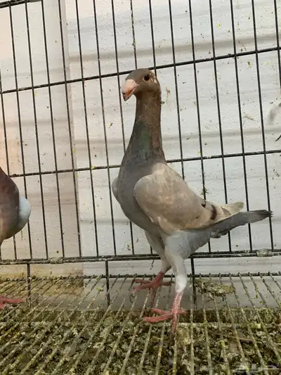 هومر طبه اخوان 1