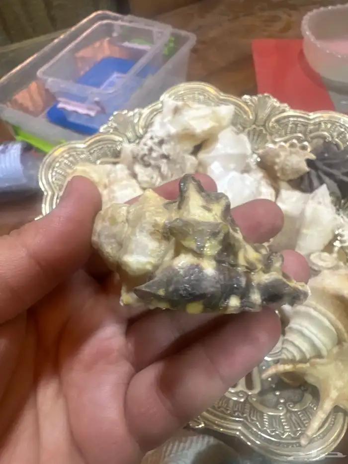 مجموعة اصداف جميلة ونادرة للبيع من دون الإناء 4