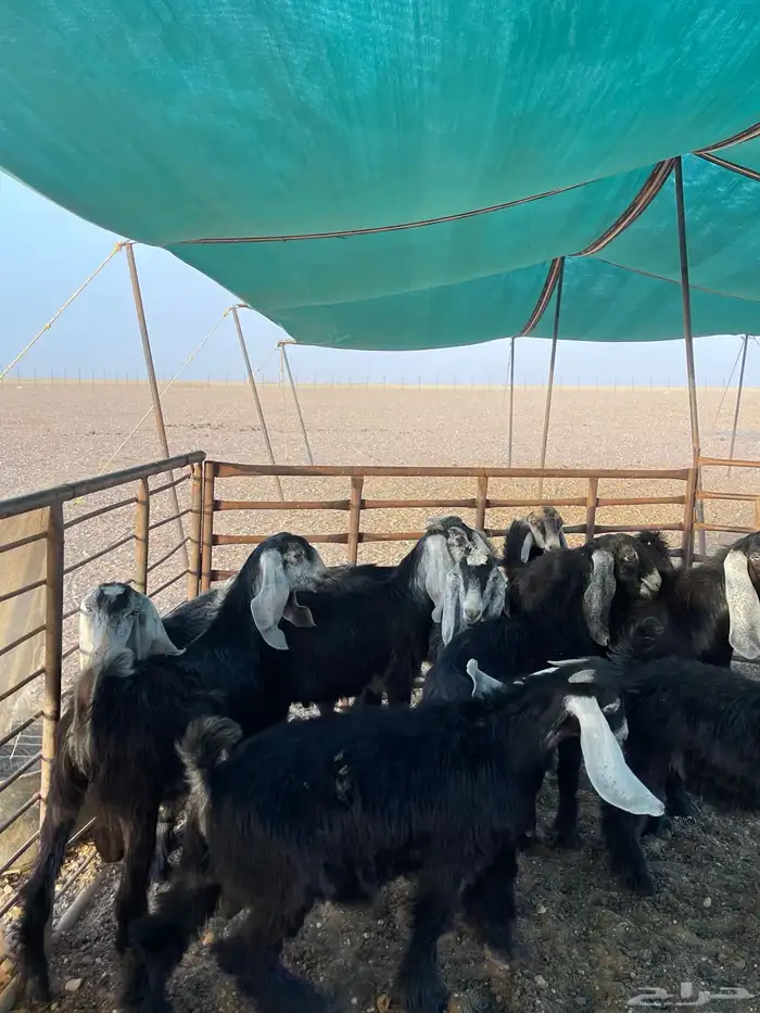 تيوس منادي الضهور فل فل 6