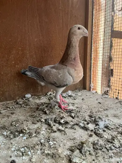هومر ذكور مستوى طيب 1