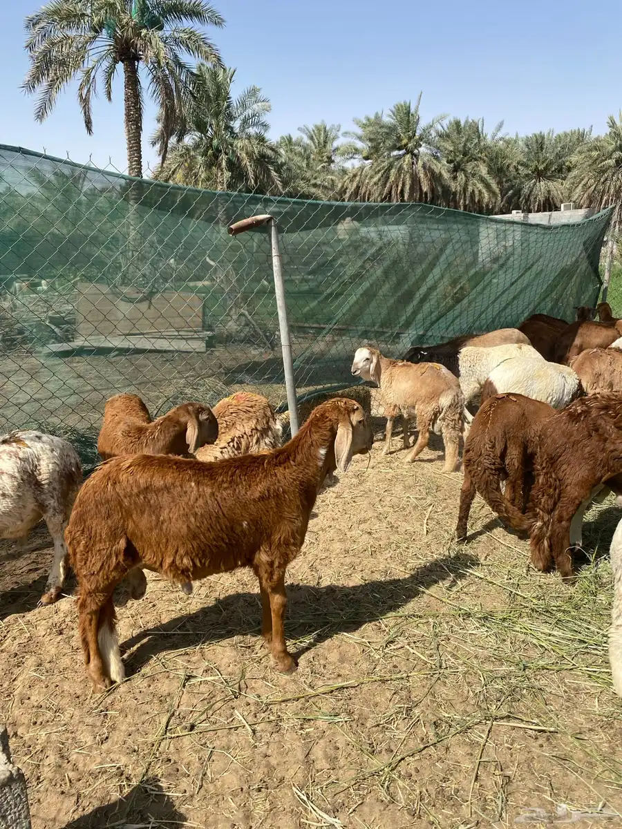 وماشي 1
