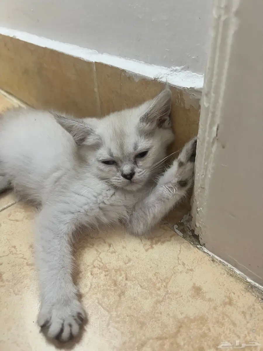 قطط للتبني سكوتش مع هملايا 0