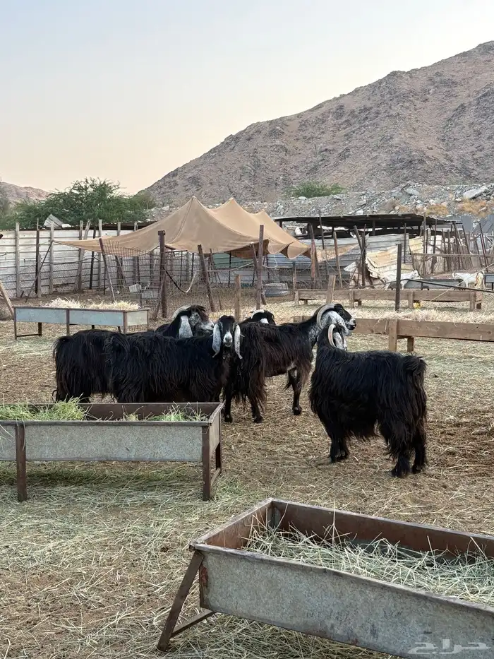 معزا عوارض 1