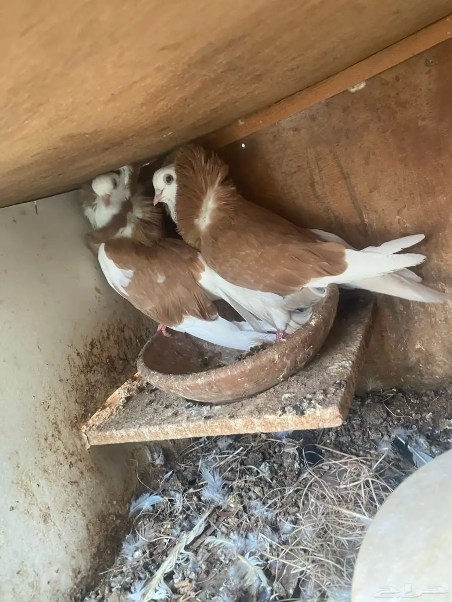 حمام بلجيكي  الإنتاج جدا ممتاز 2