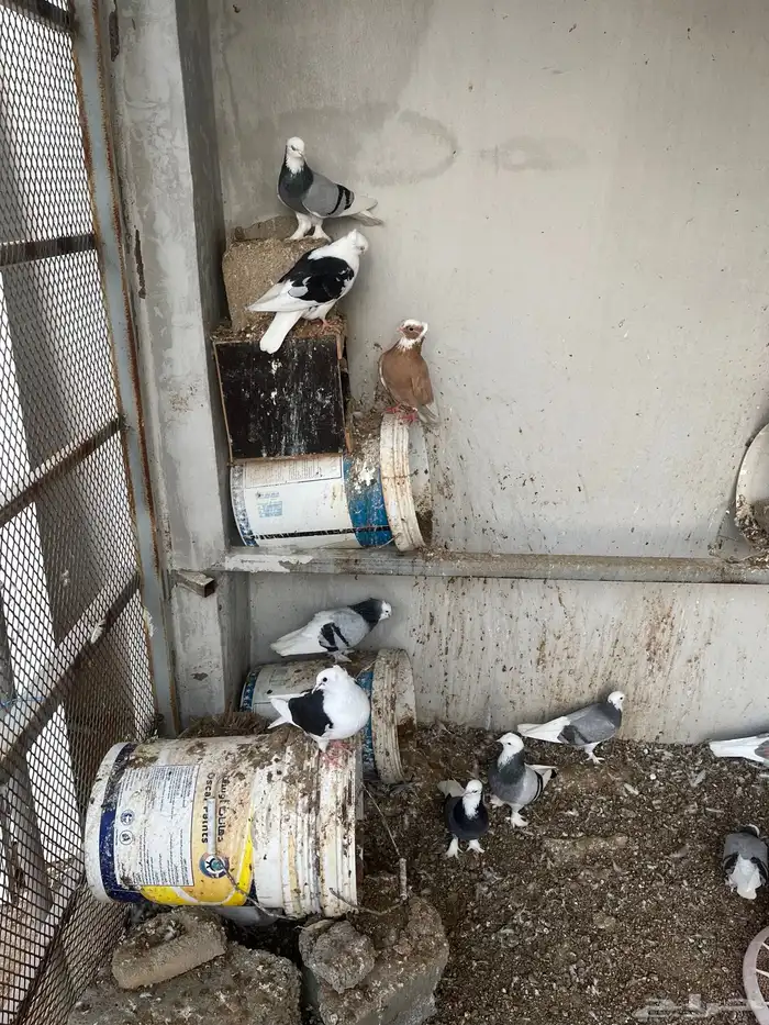 مكه اللحيانيه 1