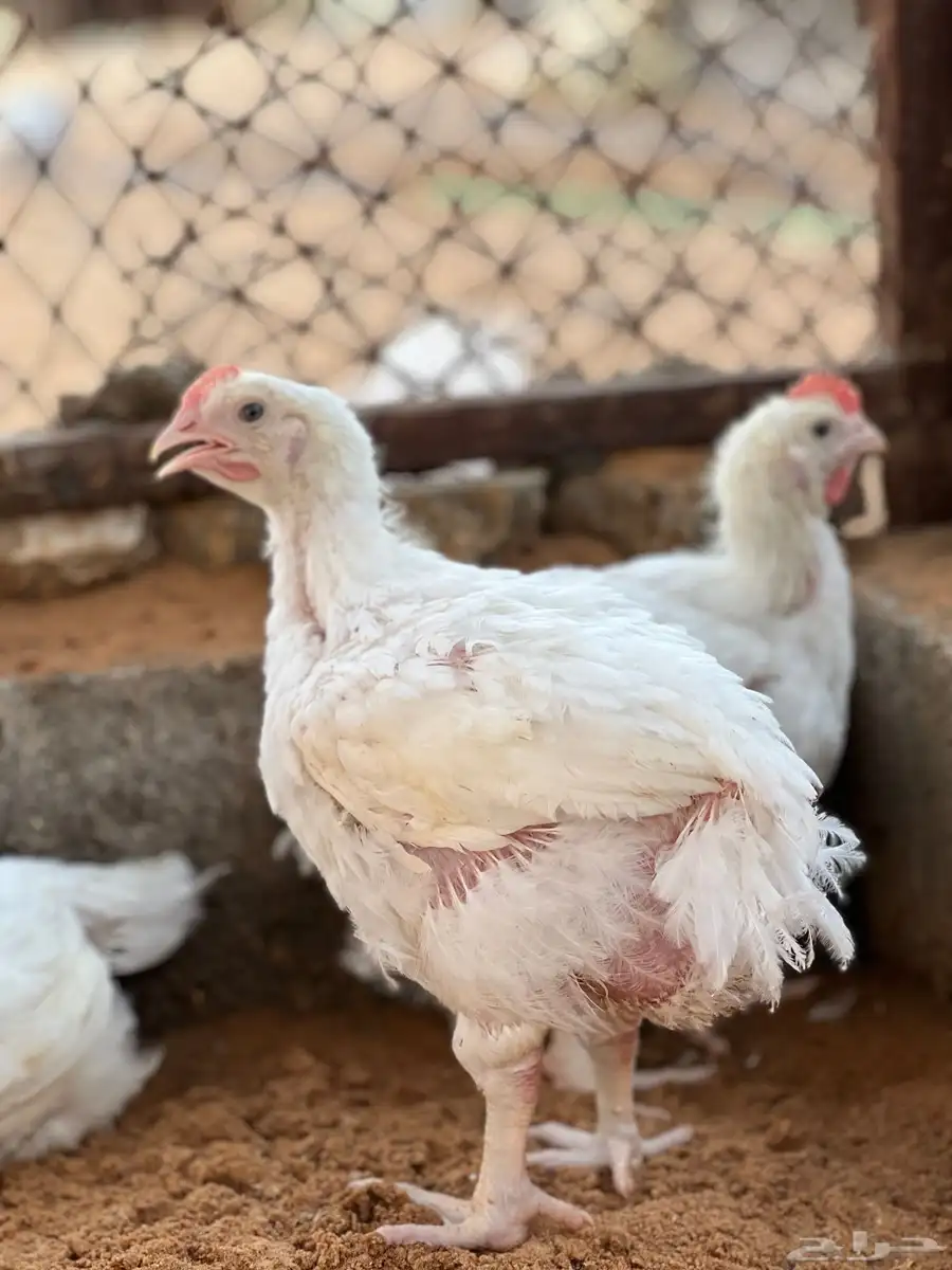دجاج لاحم 3